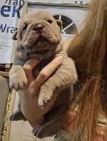 Blue girl, a female Chinese Shar-Pei for sale in Atlanta, GA – 5 of 9