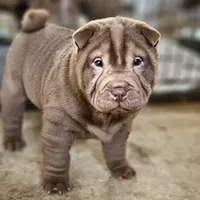 Chocolate dilute girl, a female Chinese Shar-Pei for sale in West Palm Beach, FL – Photo 8 of 10