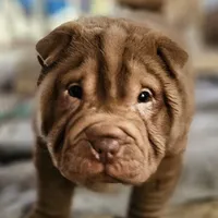 Chocolate dilute girl, a female Chinese Shar-Pei for sale in West Palm Beach, FL – Photo 6 of 10
