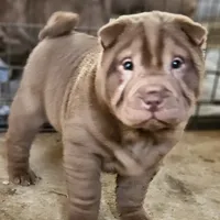 Chocolate dilute girl, a female Chinese Shar-Pei for sale in West Palm Beach, FL – Photo 2 of 10