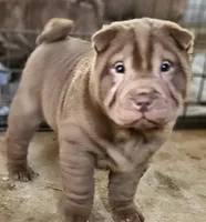 processed/f857a35f-a2db-4894-9609-5e60acbea6d5/listing/abf59998-f614-4d7d-a1e2-bc55b3bcef2c/32ae46a3-21e3-4a41-94bf-30a61d074fd7