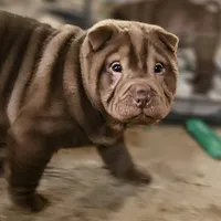 Chocolate dilute girl, a female Chinese Shar-Pei for sale in West Palm Beach, FL – Photo 3 of 10