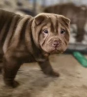 processed/f857a35f-a2db-4894-9609-5e60acbea6d5/listing/abf59998-f614-4d7d-a1e2-bc55b3bcef2c/3fdc97b5-e1cc-43ab-b9e2-9a52462172c0