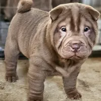 Chocolate dilute girl, a female Chinese Shar-Pei for sale in West Palm Beach, FL – Photo 5 of 10