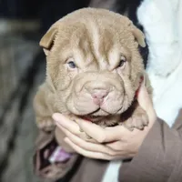 Chocolate dilute girl, a female Chinese Shar-Pei for sale in West Palm Beach, FL – Photo 1 of 10