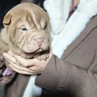 Chocolate dilute girl, a female Chinese Shar-Pei for sale in West Palm Beach, FL – Photo 9 of 10