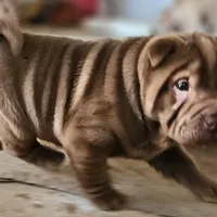 Chocolate dilute girl, a female Chinese Shar-Pei for sale in West Palm Beach, FL – Photo 4 of 10