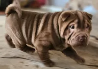 processed/f857a35f-a2db-4894-9609-5e60acbea6d5/listing/abf59998-f614-4d7d-a1e2-bc55b3bcef2c/f60d8846-5a3c-4eef-92d5-f4b862aee35c