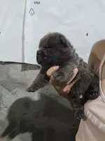Bear coat blue girl, a female Chinese Shar-Pei for sale in Atlanta, GA – 9 of 10