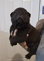 Satin black boy , a male Chinese Shar-Pei for sale in Atlanta, GA – 5 of 10