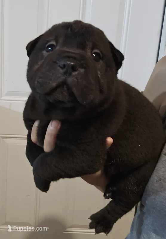 Satin black boy  – Chinese Shar-Pei puppy for sale in Atlanta, GA