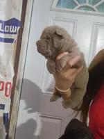 Lilac female , a female Chinese Shar-Pei for sale in Atlanta, GA – 8 of 10