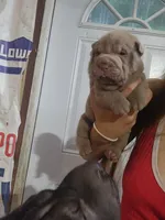 Lilac female , a female Chinese Shar-Pei for sale in Atlanta, GA – 2 of 10