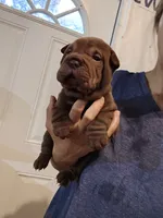 Chocolate dilute boy , a male Chinese Shar-Pei for sale in Atlanta, GA – 7 of 10