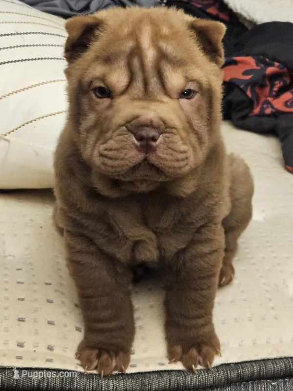 Peanut girl , a female Chinese Shar-Pei for sale in West Palm Beach, FL – Photo 1 of 1