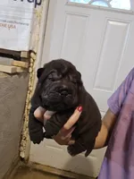 Satin black female , a female Chinese Shar-Pei for sale in Atlanta, GA – 7 of 10