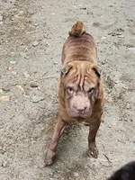 Blue , a male Chinese Shar-Pei for sale in Atlanta, GA – 3 of 5