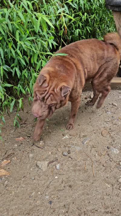 Blue , a male Chinese Shar-Pei for sale in Atlanta, GA – 5 of 5
