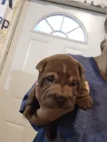 Chocolate dilute boy , a male Chinese Shar-Pei for sale in Atlanta, GA – 10 of 10