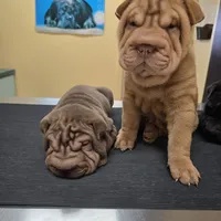 Cream apricot boy, a female Chinese Shar-Pei for sale in West Palm Beach, FL – Photo 9 of 10