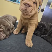 Cream apricot boy, a female Chinese Shar-Pei for sale in West Palm Beach, FL – Photo 7 of 10