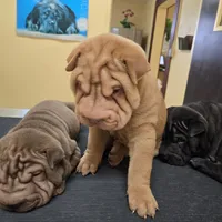 Cream apricot boy, a female Chinese Shar-Pei for sale in West Palm Beach, FL – Photo 3 of 10