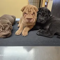 Cream apricot boy, a female Chinese Shar-Pei for sale in West Palm Beach, FL – Photo 10 of 10