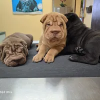Cream apricot boy, a female Chinese Shar-Pei for sale in West Palm Beach, FL – Photo 2 of 10