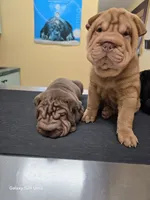 processed/f857a35f-a2db-4894-9609-5e60acbea6d5/listing/bb12e8aa-f77a-4796-9c5b-b2ceeacef84f/5939203c-7eed-45c1-9a99-3e7c97a73a1b