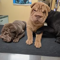 Cream apricot boy, a female Chinese Shar-Pei for sale in West Palm Beach, FL – Photo 8 of 10