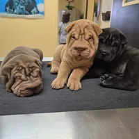 Cream apricot boy, a female Chinese Shar-Pei for sale in West Palm Beach, FL – Photo 5 of 10