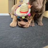 Cream apricot boy, a female Chinese Shar-Pei for sale in West Palm Beach, FL – Photo 6 of 10