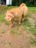 Lucy, a female Chinese Shar-Pei for sale in Atlanta, GA – 7 of 10