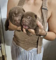 Chocolate dilute girl and boy, a male Chinese Shar-Pei for sale in Atlanta, GA – 5 of 6