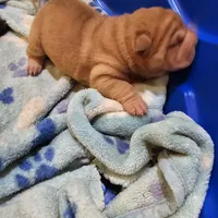 Cream Apricot boy, a male Chinese Shar-Pei for sale in West Palm Beach, FL – Photo 5 of 9