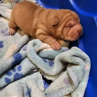 Cream Apricot boy, a male Chinese Shar-Pei for sale in West Palm Beach, FL – Photo 1 of 9