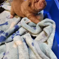 Cream Apricot boy, a male Chinese Shar-Pei for sale in West Palm Beach, FL – Photo 4 of 9