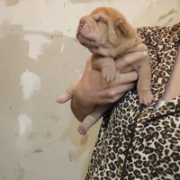 Cream Apricot boy, a male Chinese Shar-Pei for sale in West Palm Beach, FL – Photo 7 of 9