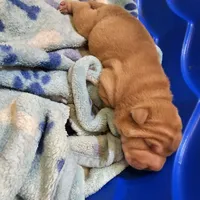 Cream Apricot boy, a male Chinese Shar-Pei for sale in West Palm Beach, FL – Photo 2 of 9