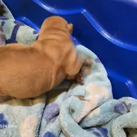 Cream Apricot boy, a male Chinese Shar-Pei for sale in West Palm Beach, FL – Photo 9 of 9