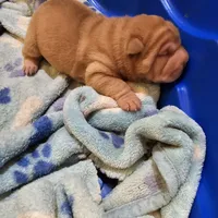 Cream Apricot boy, a male Chinese Shar-Pei for sale in West Palm Beach, FL – Photo 3 of 9