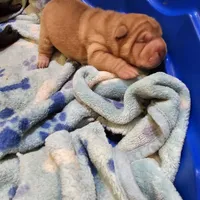 Cream Apricot boy, a male Chinese Shar-Pei for sale in West Palm Beach, FL – Photo 8 of 9