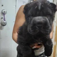 Black bear coat girl, a female Chinese Shar-Pei for sale in West Palm Beach, FL – Photo 3 of 10