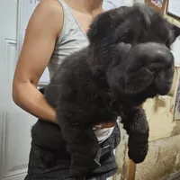 Black bear coat girl, a female Chinese Shar-Pei for sale in West Palm Beach, FL – Photo 1 of 10