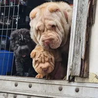 Black bear coat girl, a female Chinese Shar-Pei for sale in West Palm Beach, FL – Photo 6 of 10