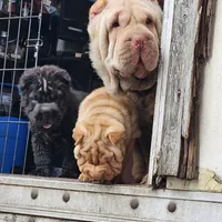 Black bear coat girl, a female Chinese Shar-Pei for sale in West Palm Beach, FL – Photo 8 of 10