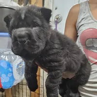 Black bear coat girl, a female Chinese Shar-Pei for sale in West Palm Beach, FL – Photo 4 of 10