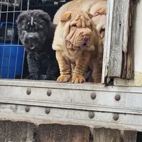 Black bear coat girl, a female Chinese Shar-Pei for sale in West Palm Beach, FL – Photo 9 of 10