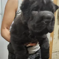 Black bear coat girl, a female Chinese Shar-Pei for sale in West Palm Beach, FL – Photo 10 of 10