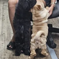 Black bear coat girl, a female Chinese Shar-Pei for sale in West Palm Beach, FL – Photo 2 of 10